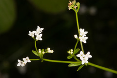 Galium palustre