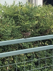 Melospiza melodia morphna