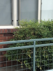 Melospiza melodia morphna