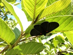 Melanis cephise