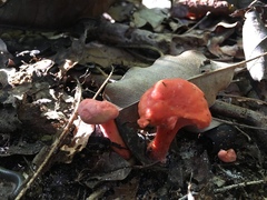 Cantharellus coccolobae