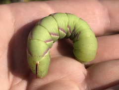 Sphinx drupiferarum