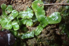 Lunularia cruciata