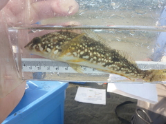 Hexagrammos stelleri