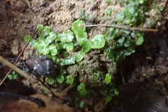 Lunularia cruciata