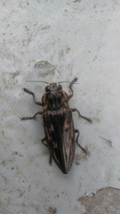 Chalcophora mexicana