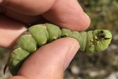 Sphinx drupiferarum