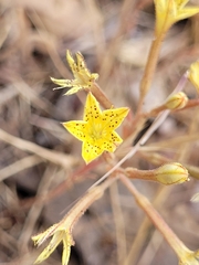 Pistorinia breviflora