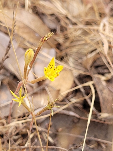 Pistorinia breviflora, photograph 1