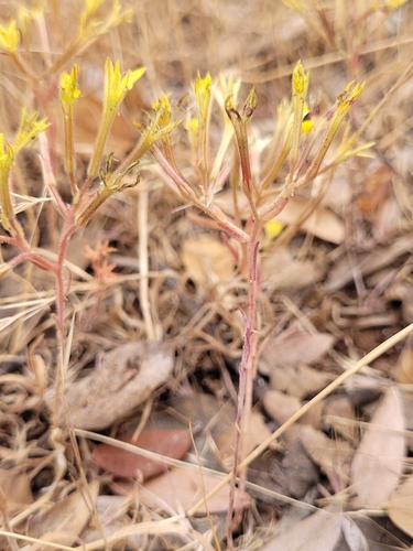 Pistorinia breviflora, photograph 2