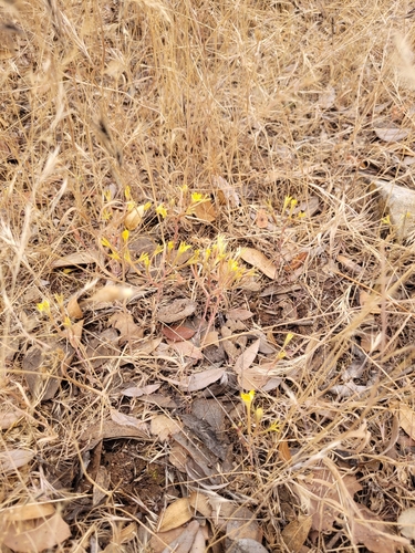 Pistorinia breviflora, photograph 3