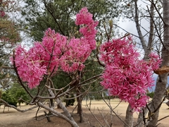 Chionanthus pubescens