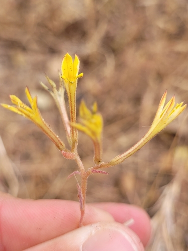 Pistorinia breviflora, photograph 4
