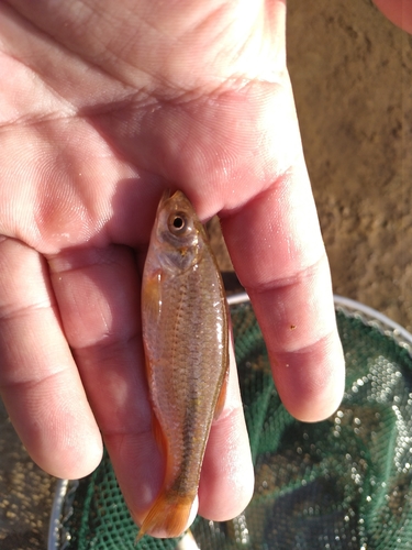 Black Sea Chub