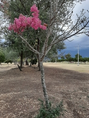 Chionanthus pubescens