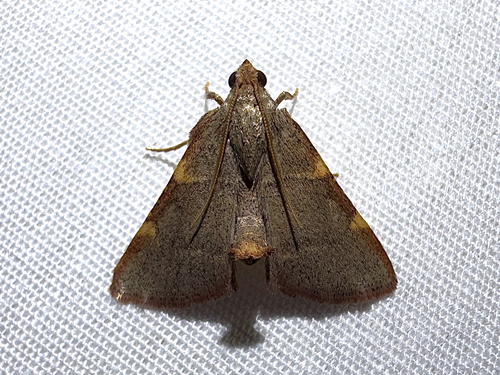 Pink-fringed Dolichomia Moth photo 4