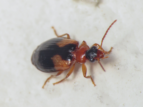 Lebia scapularis