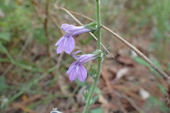 Lobelia reverchonii