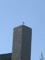 Aphelocoma californica