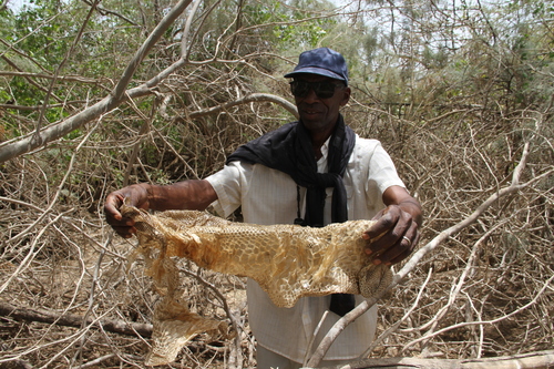 African Rock Python