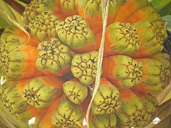 Pandanus