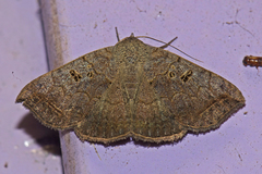 Blasticorhinus rivulosa