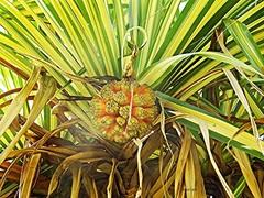 Pandanus