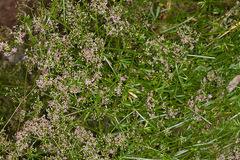 Galium rubrum