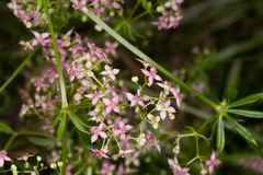 Galium rubrum