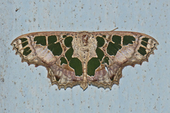 Scopula divisaria