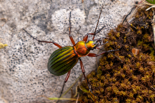 Carabus auronitens photo 5