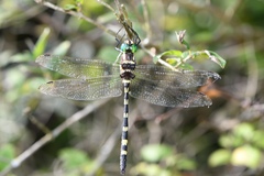Macromia pacifica