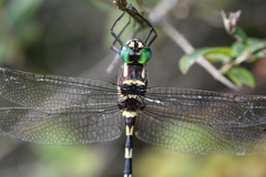 Macromia pacifica