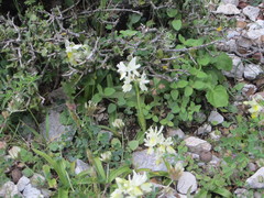 Orchis pauciflora