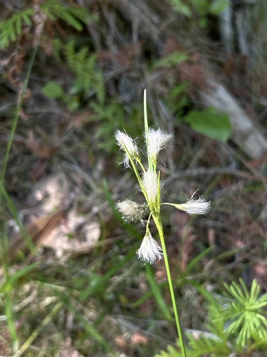 Thinleaf cottonsedge (Eriophorum viridicarinatum)