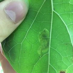 Amauromyza pleuralis