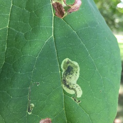 Amauromyza pleuralis