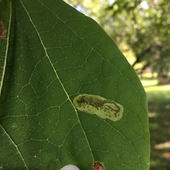 Amauromyza pleuralis