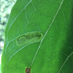 Amauromyza pleuralis