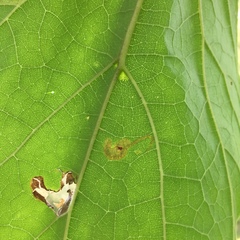 Amauromyza pleuralis