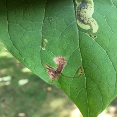 Amauromyza pleuralis