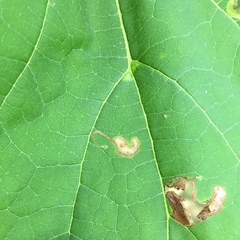 Amauromyza pleuralis