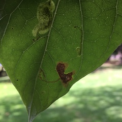 Amauromyza pleuralis