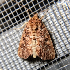 Callopistria granitosa