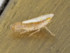 Scaphytopius elegans