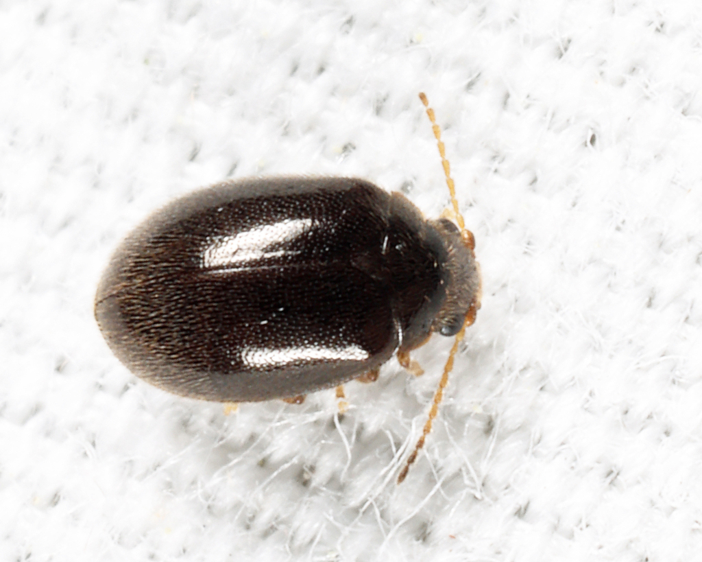 Contacyphon neovariabilis