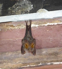 Megaderma spasma