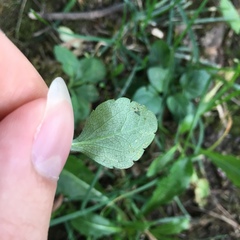 Phytomyza crassiseta