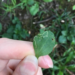 Phytomyza crassiseta