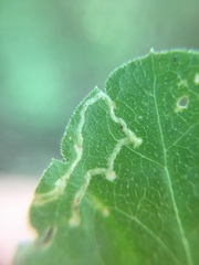 Phytomyza crassiseta